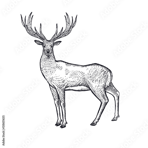 Forest animals deer illustration.