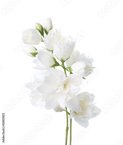 Jasmine's(Philadelphus) flowers isolated on white background.