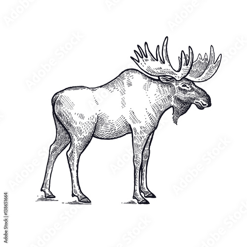 Moose forest animals illustration.