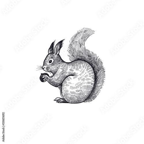 Forest squirrel illustration of the animal.
