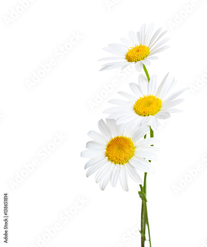 Three flowers of Сhamomiles  ( Ox-Eye Daisy ) isolated on a white background
