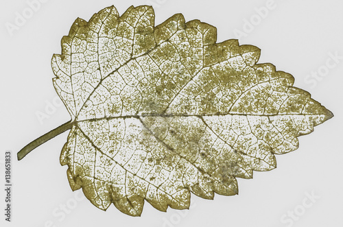 Dry leaves isolated on a white background.