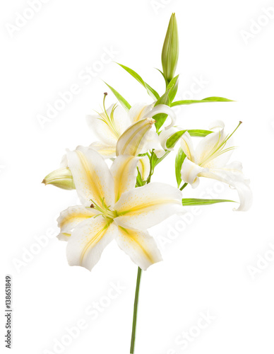 White lily isolated on white background