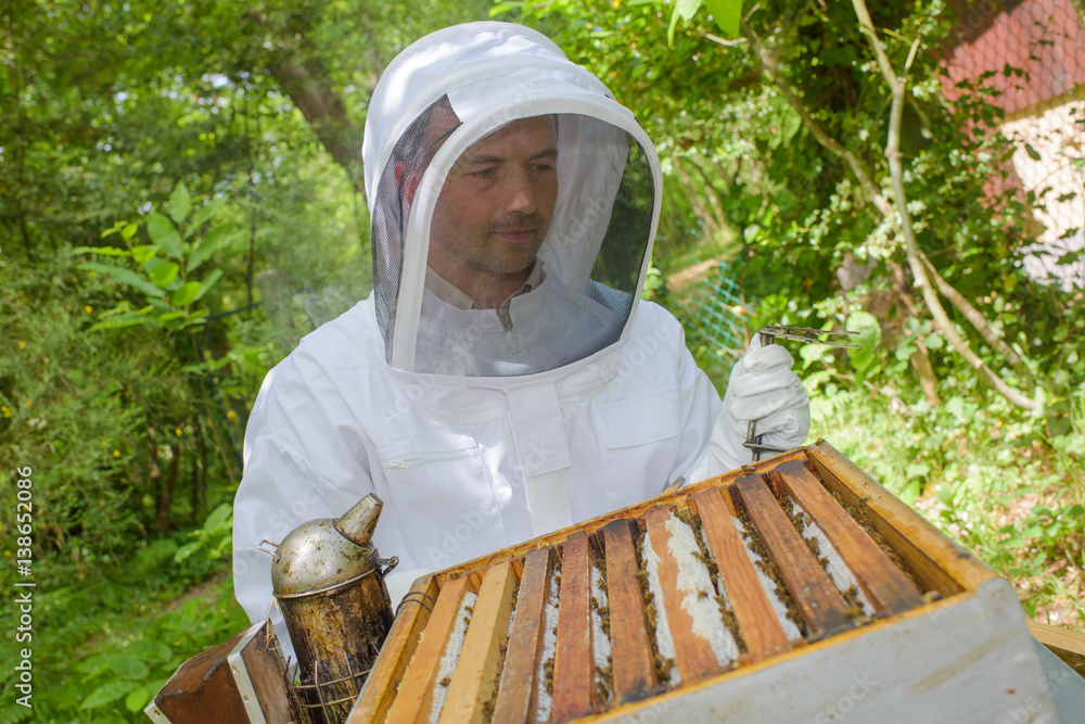 Beekeeper working on open hive Beekeeper working on open hive