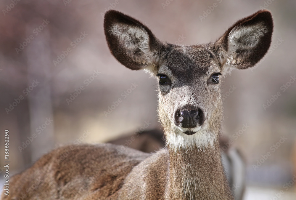 Mule Deer Close up taken in Genoa, Nevada Mule Deer Close up taken in Genoa, Nevada
