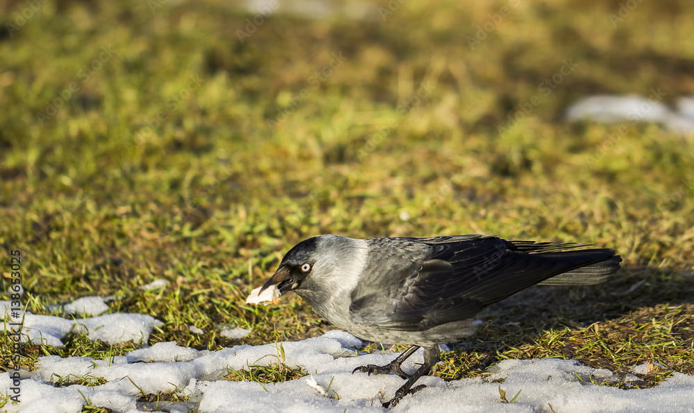 Obraz premium Ducks feeding.