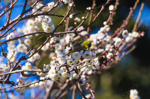The Japanese White eye.The background is plum blossoms. Located in Kamakura, Kanagawa Prefecture Japan.
