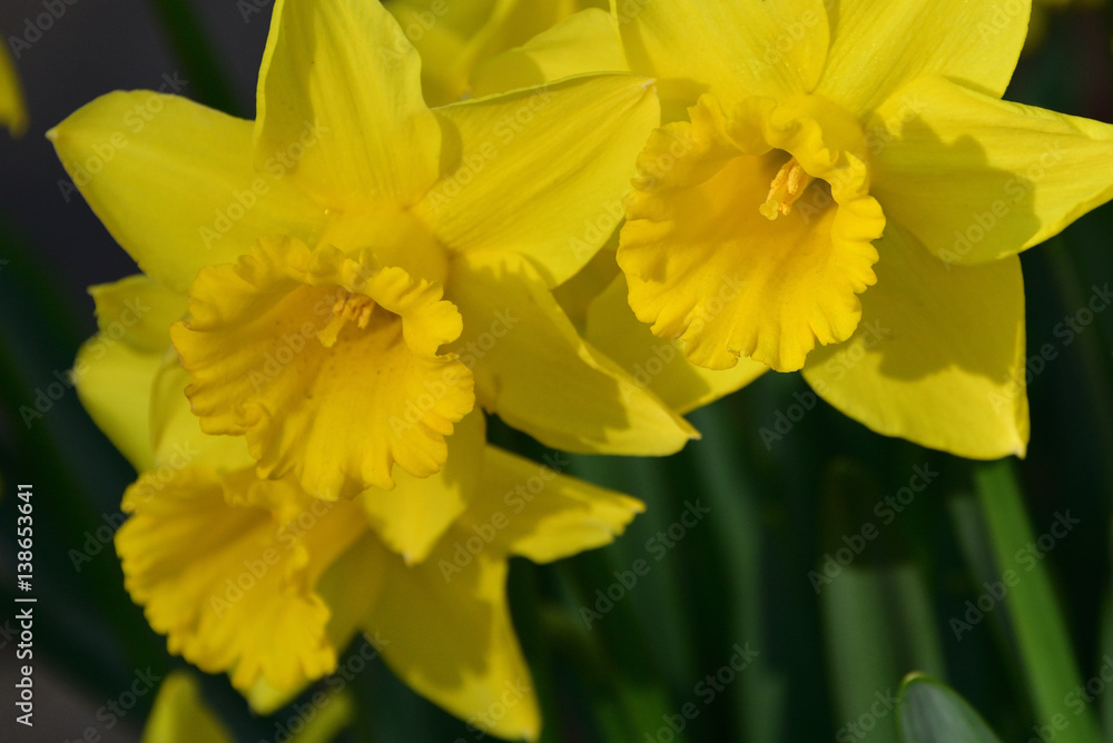 narcissus narcissus
