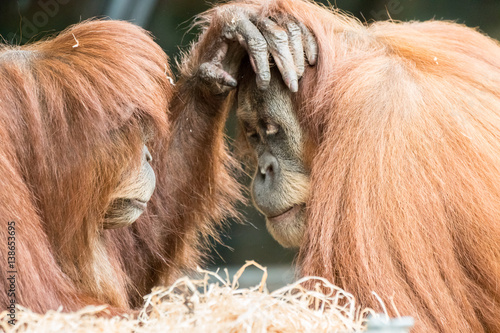 Two orangutans are caught in an intimate moment where they are gently touching each others faces in a comforting manner.