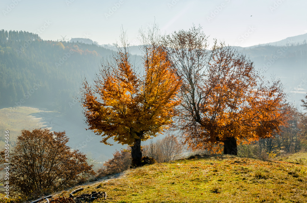 Fototapeta premium Autumn landscape, a tree with orange leaves in the foreground, the frost on green grass autumn mountain in fog in the background.