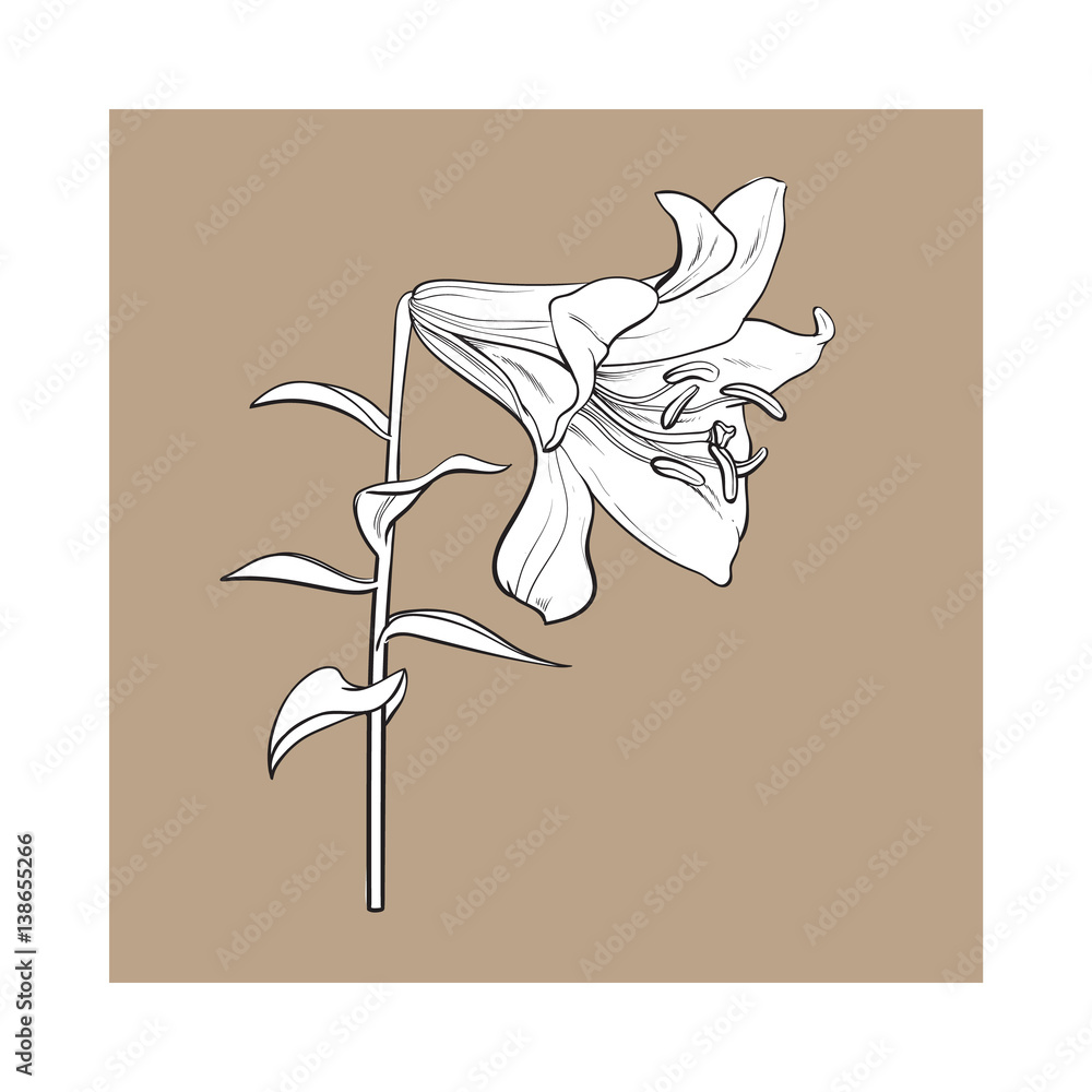 Sketched Tiger Lily [SVG, DXF] | Cutting Machine & Laser Cutting Designs |  Craft Genesis