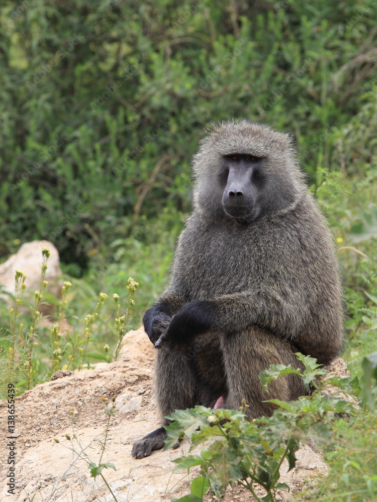 portrait of a baboon portrait of a baboon