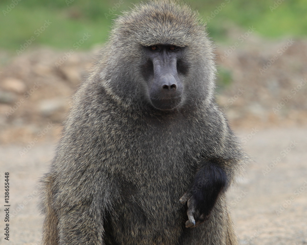 portrait of a baboon portrait of a baboon