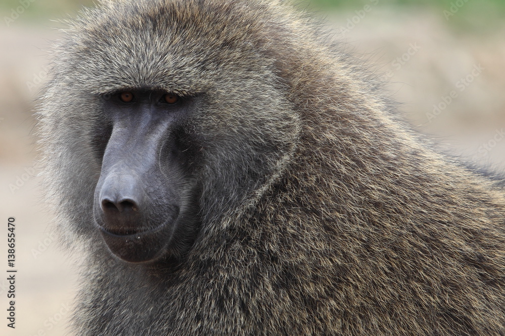 portrait of a baboon portrait of a baboon
