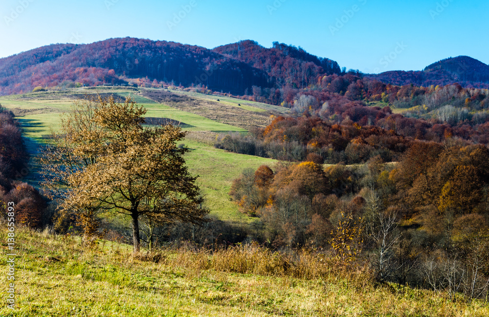Autumn landscape, trees with colorful leaves, frost on green grass, autumn mountain in fog in the background.