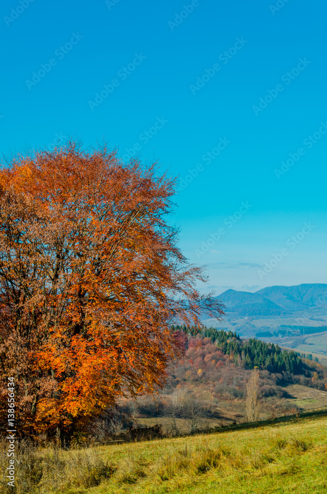 autumn landscape. Autumn forest with yellow leaves, green grass under the trees, the blue mountains in the background. autumn landscape. Autumn forest with yellow leaves, green grass under the trees, the blue mountains in the background.