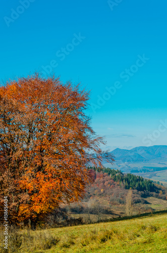 autumn landscape. Autumn forest with yellow leaves, green grass under the trees, the blue mountains in the background.