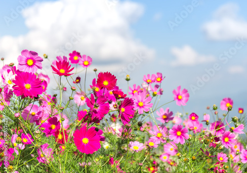 pink cosmos flower © kunchainub