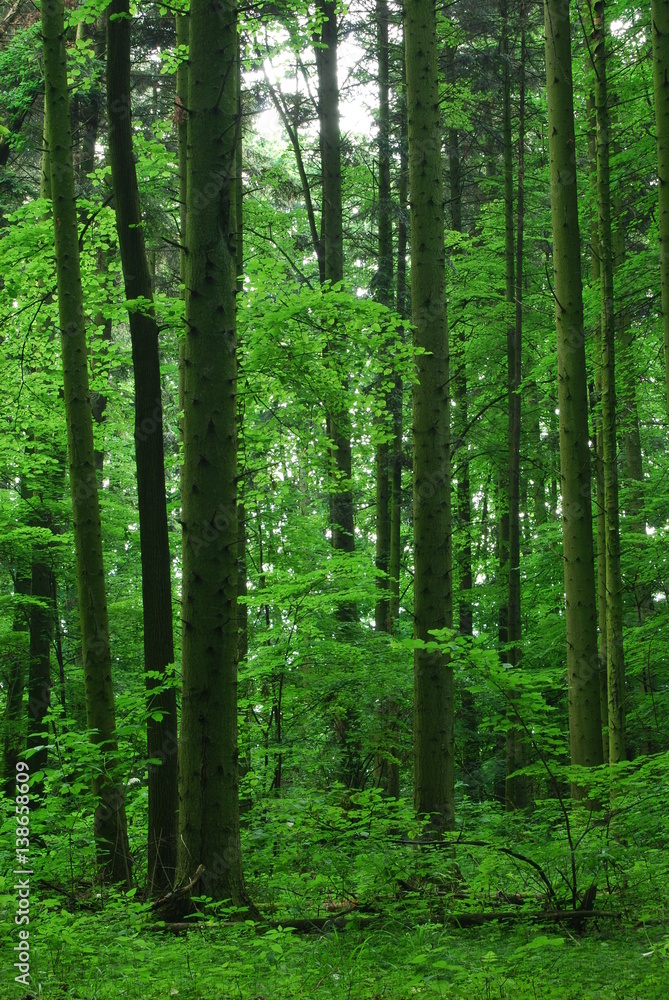 Wzniesienia Urzedowskie, Rezerwat Jodly - Natalin. Wzniesienia Urzedowskie, Rezerwat Jodly - Natalin.