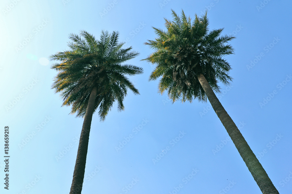 Twins palm trees raised high in the clear sky. Twins palm trees raised high in the clear sky.