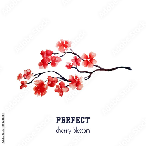 Realistic red sakura blossom - Japanese red cherry tree isolated on white background. Vector watercolor painting.