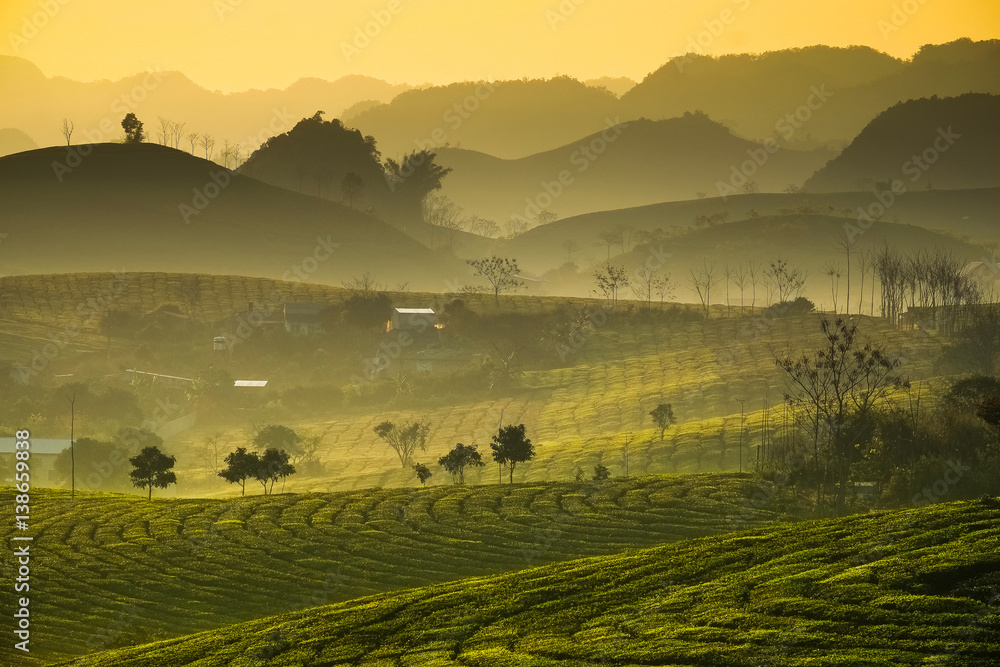 Fototapeta premium Beauty fresh green tea in sunrise, Moc Chau highland of Vietnam. Beauty highlands in sunrise landscapes.
