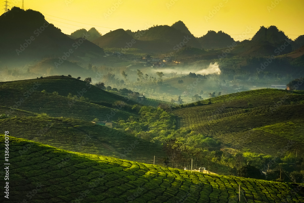Obraz premium Beauty fresh green tea in sunrise, Moc Chau highland of Vietnam. Beauty highlands in sunrise landscapes.
