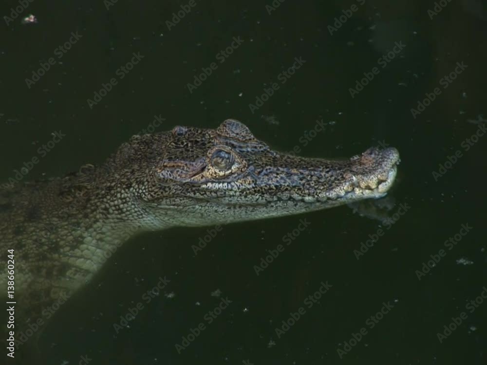 Babies crocodiles are feeding in a zoo Babies crocodiles are feeding in a zoo