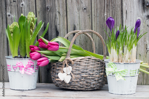 Fototapeta Naklejka Na Ścianę i Meble -  Frühlingserwachen mit Krokusse-Hyazinthen und Tulpen im Weidenkorb rustikal auf Holz