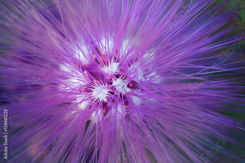 macro detail of a purple fluorescent tropical flower in garden