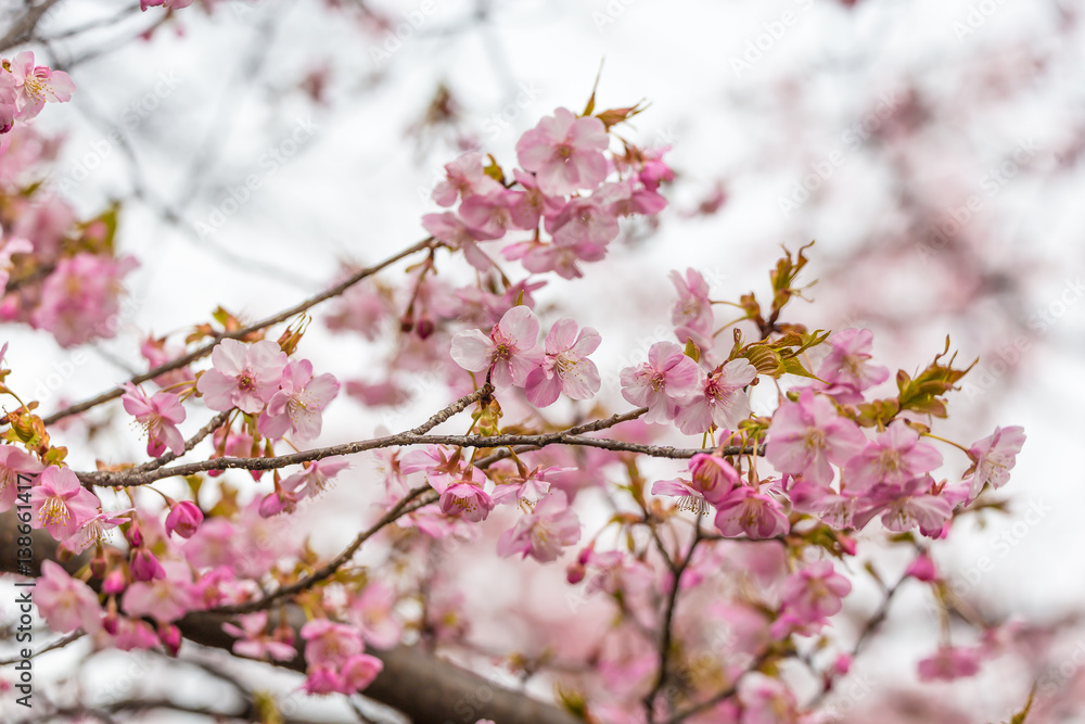 The Kawazu cherry tree.The shooting location is Tokyo, Japan. The Kawazu cherry tree.The shooting location is Tokyo, Japan.