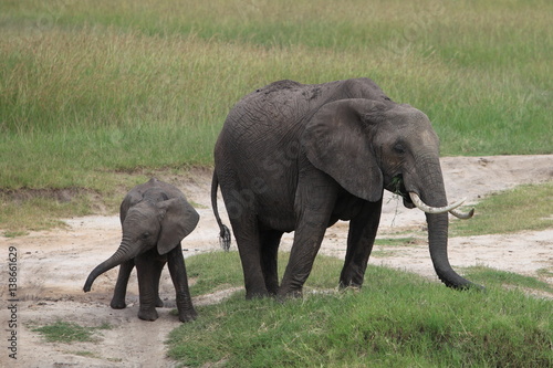 African elephants