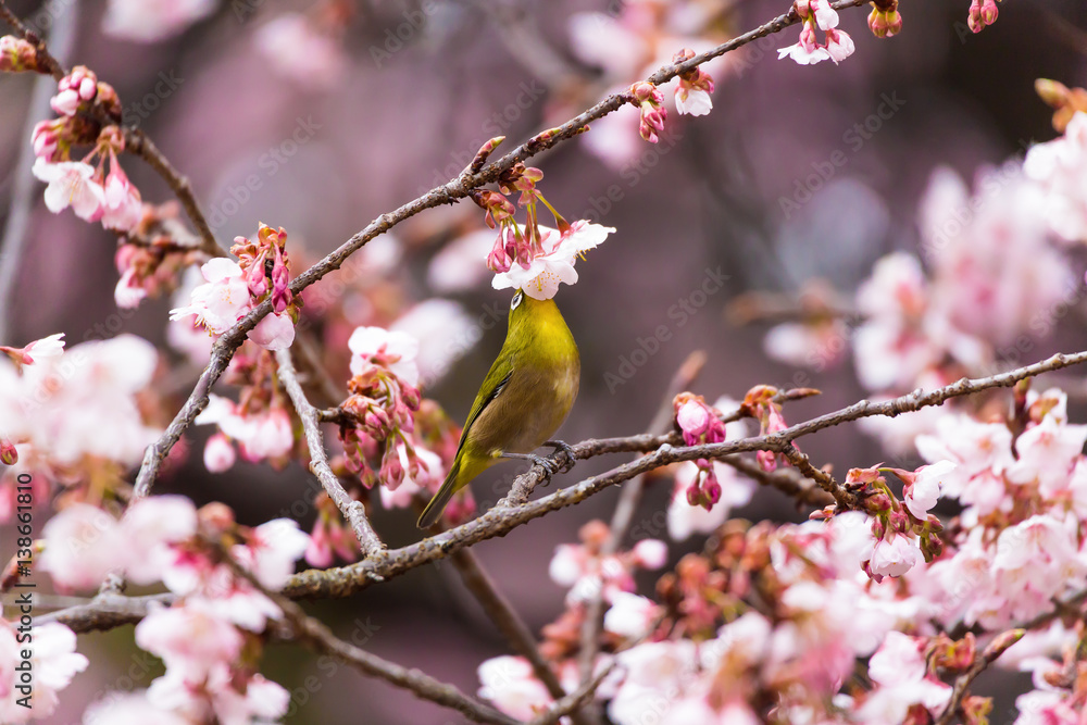 The Japanese White eye.The background is winter cherry blossoms. Located in Tokyo Prefecture Japan. The Japanese White eye.The background is winter cherry blossoms. Located in Tokyo Prefecture Japan.