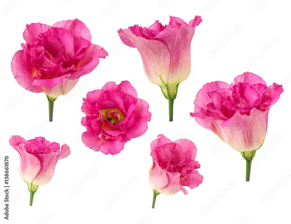 Set of pink rose flowers in different camera angles isolated on white background, elements for design collage, variety of views Set of pink rose flowers in different camera angles isolated on white background, elements for design collage, variety of views
