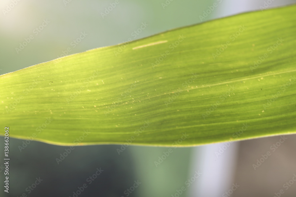 green bamboo leaves Background, Abstract background green bamboo leaves Background, Abstract background