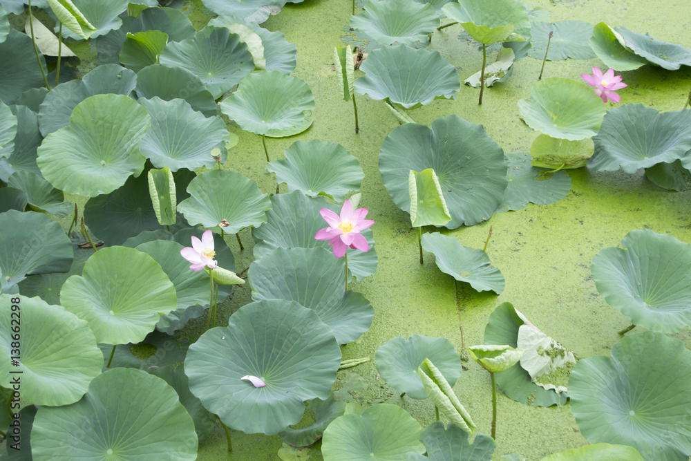 Large green leaves of water lilies cover a pond. Large green leaves of water lilies cover a pond.