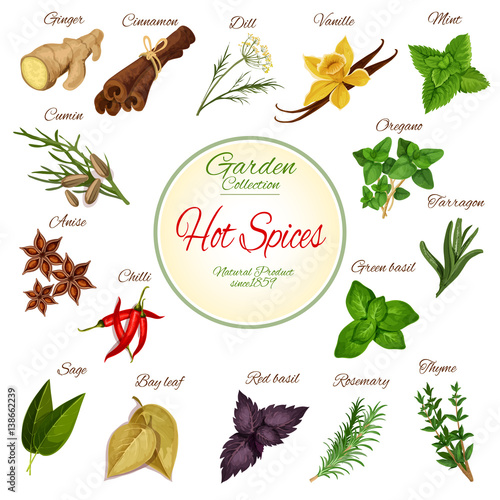 Hot spice and condiment poster with chilli pepper, ginger, cinnamon, basil, anise and mint, rosemary, vanilla, cumin, thyme and oregano, dill, bay leaf and sage, tarragon. Herbs for spice shop design