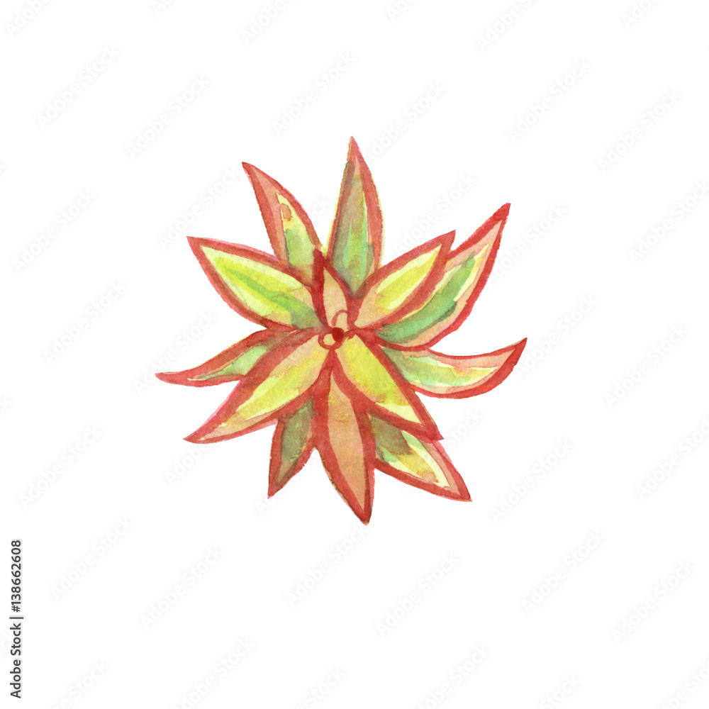 Watercolor cactus crassula isolated on white Watercolor cactus crassula isolated on white