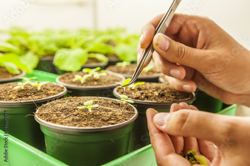 Young student selects plants in laboratory environment photo