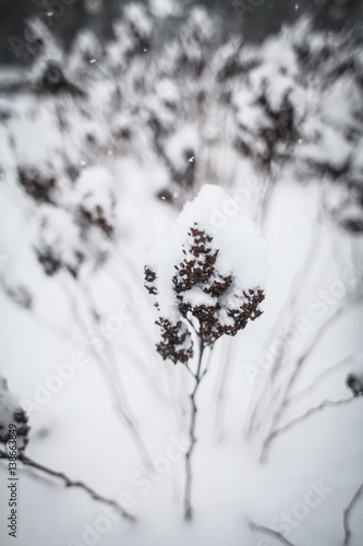 зимний лес  © polukarovaanna