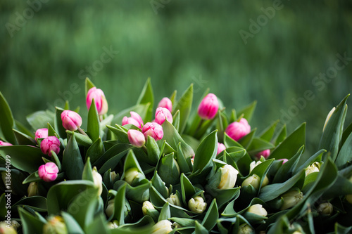 Tulpen, bunt, grüner Hintergrund © Dagmar Breu