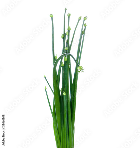 flowering chinese garlic chives isolated on white background