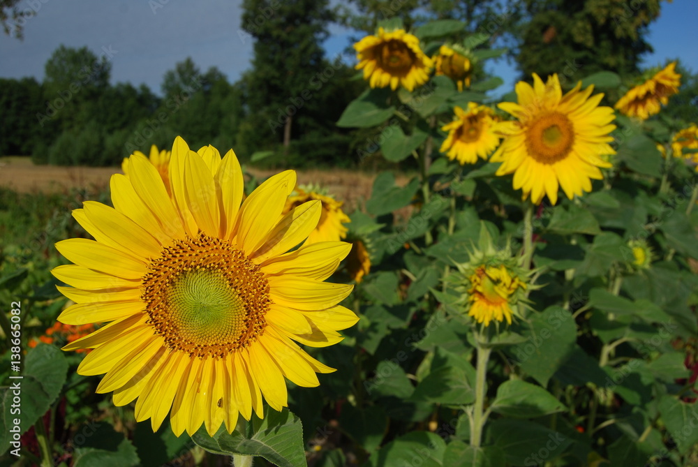 Fototapeta premium Sloneczniki.