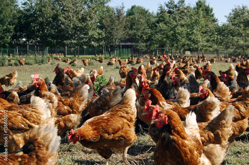 Cuadro en lienzo Free range chicken in pasture