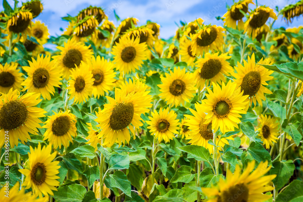 Fototapeta premium Fields full of sunflowers
