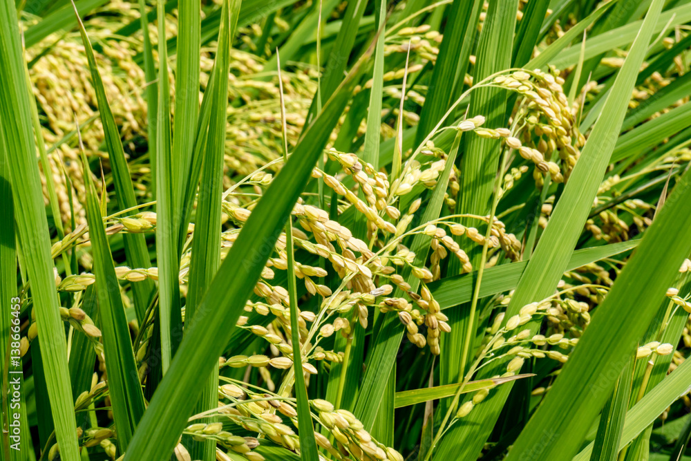 Obraz premium 稲