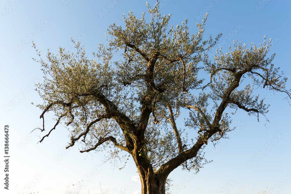 Lonely tree against the clear blue sky on a sunny summer day Lonely tree against the clear blue sky on a sunny summer day