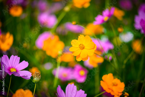 Cosmos flowers blooming