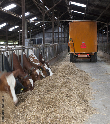 Feeding cows in stable with with feeding machine. Netherlands. Roughage. photo