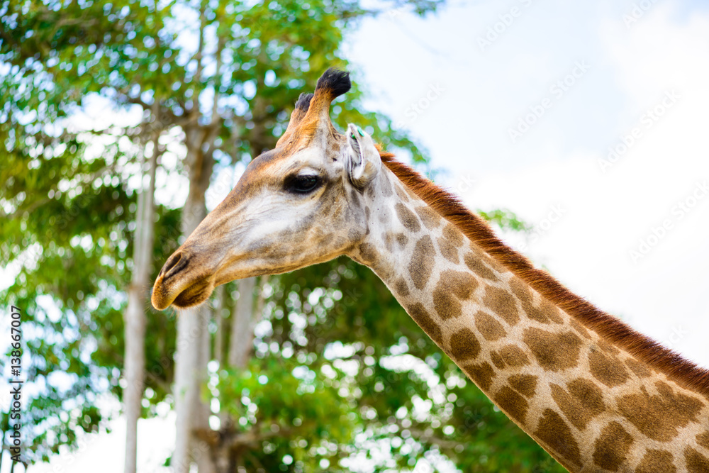 Obraz premium closeup giraffe head